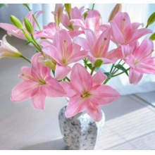 小粉仙